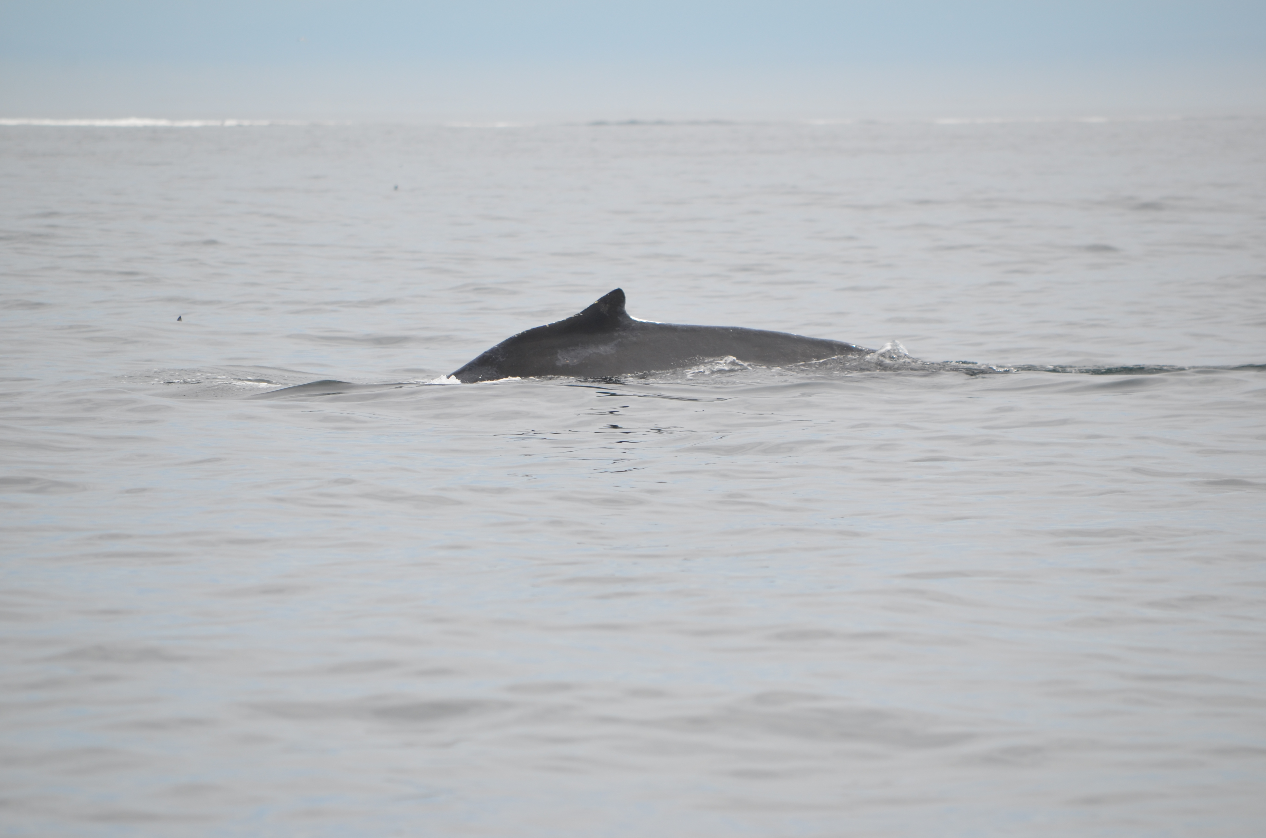 photos/wildlife/Mammal_Species/Humpback Whale/DSC_0136.JPG